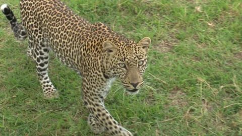 LEOPARD CAUTIOUSLY MOVES BY Video stock 91074346