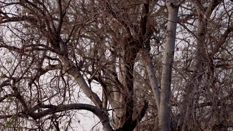 Leopard chasing squirrels in tree at sunset Stock Footage 237444321