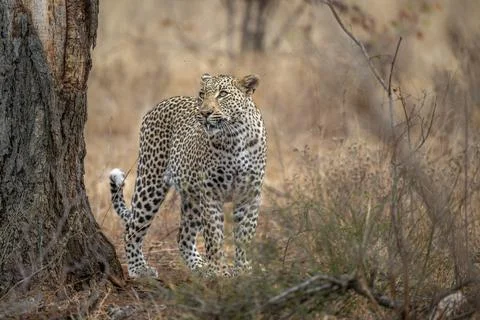 Leopard checking its kill Stock Photos