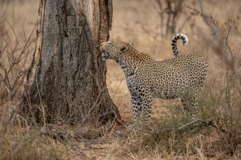 Leopard checking on its stashed prey Stock Photos