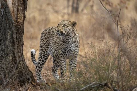 Leopard checking on its stashed prey Stock Photos
