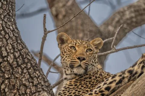 Leopard checking its surroundings from a tree Stock Photos