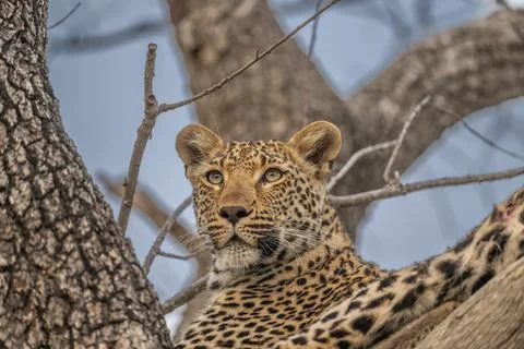 Leopard checking its surroundings from a tree Stock Photos