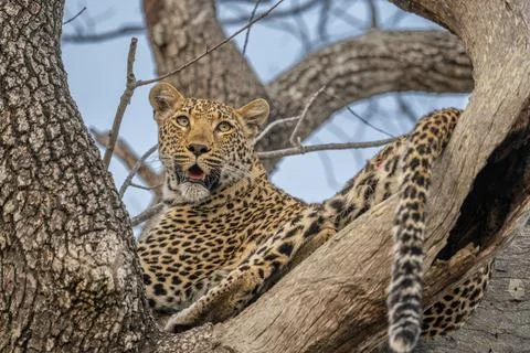 Leopard checking its surroundings from a tree Stock Photos