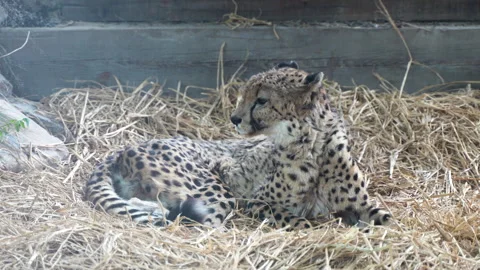 Leopard cheetah resting in haystack Stock Footage 255686951
