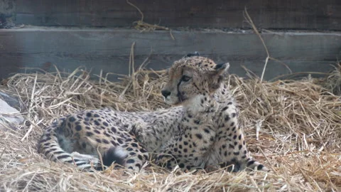 Leopard cheetah resting in haystack Stock Footage 255687120