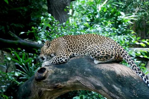 Leopard (cheetah) is sitting Stock Photos