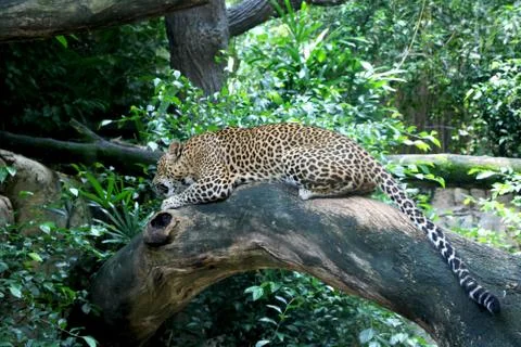Leopard (cheetah) is sitting Stock Photos