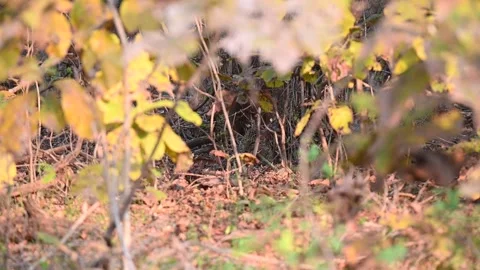 Leopard chewing on its prey behind the foliage in Tadoba national park Stock Footage 272142702