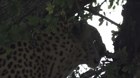 Leopard chews after tearing off a piece — Part 21 (Hero) Stock Footage 320790244
