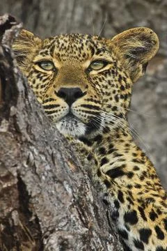Leopard chilling Stock Photos