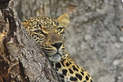 Leopard chilling Stock Photos