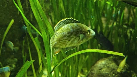  leopard cichlid fish floating  Stock Footage 275510542