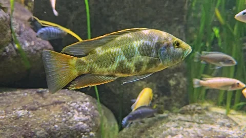 An  leopard cichlid fish  Stock Footage 244992097