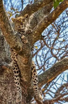 Leopard in classic tree pose Stock Photos