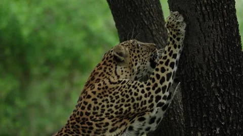 Leopard clawing the bark of a tree to sharpen its claws for hunting Video stock 279636014