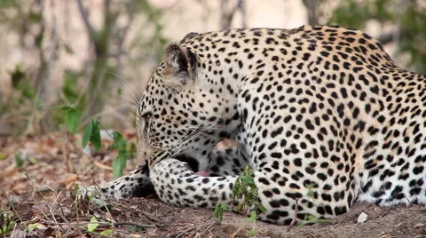 Leopard cleaning itself and growling in close up Stock Footage 65413899
