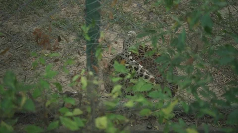 Leopard Cleaning Itself Stock Footage 97887297