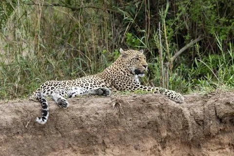 Leopard on a Cliff over the Sand River in South Africa Stock Photos