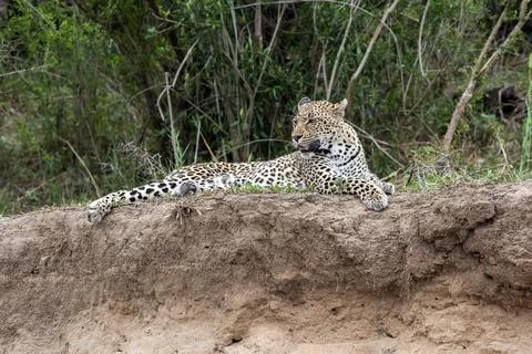 Leopard on a Cliff over the Sand River in South Africa Stock Photos