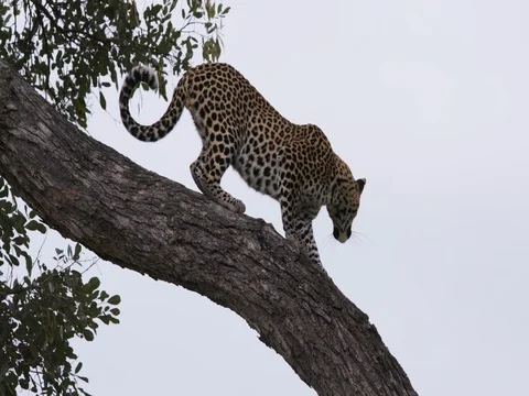 Leopard climbing down the brach of a tree in the Okavango Delta Stock Footage 78205367