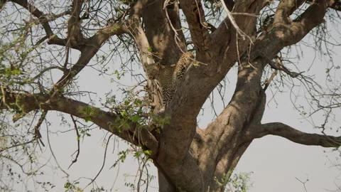Leopard climbing down in a tree, Botswana, Chobe NP, 4K Stock Footage 334371039