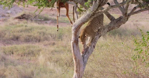 A Leopard climbing down a tree in dry savannah grassland Stock Footage 310976063