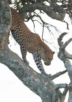 Leopard Climbing Down Tree, Maasai Mara, Africa Stock Photos