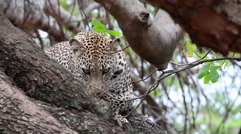 Leopard climbing in tree and jumping down Stock Footage 65414206