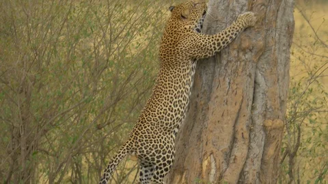 Leopard climbing a tree Stock Footage 87481506