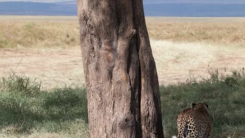 Leopard climbing a tree Stock Footage 345758311