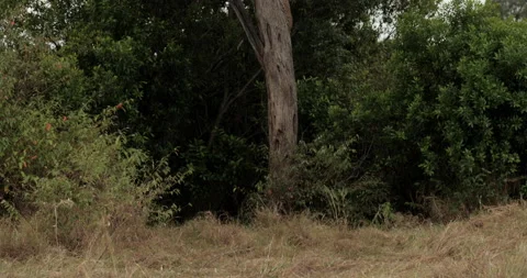Leopard Climbing a Tree, in the Maasai Mara, Kenya 스톡 동영상 151129851