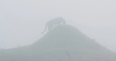 Leopard climbs and sniffs atop a foggy hill in morning Stock Footage 314787137