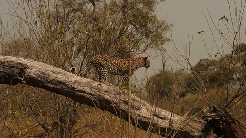 Leopard climbs down from log 스톡 동영상 119274043