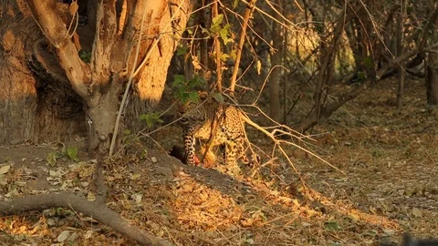 Leopard climbs to explore tree 스톡 동영상 119278813
