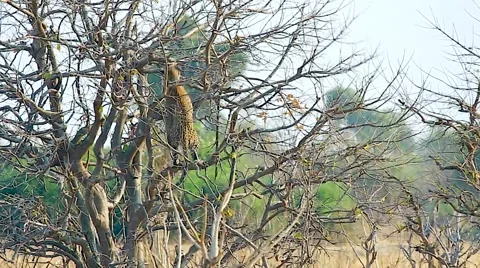 Leopard climbs high in a tree in Chobe River National Park, Botswana. Stock Footage 44090457