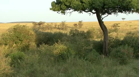 LEOPARD CLIMBS KILL TREE 動画素材 16459222