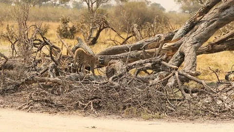 Leopard climbs up log Stock Footage 119274803