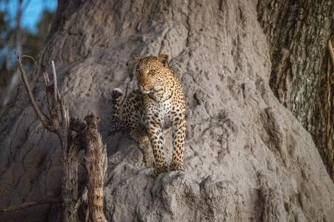 A leopard climbs partly up a baobab tree to get a further view while looking  Stock-Fotos