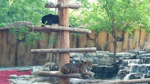 The leopard climbs the stake, rests and looks around Stock Footage 195482233