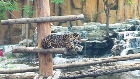 The leopard climbs the stake, rests and looks around Stock Footage 195482324