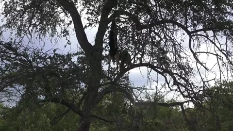 Leopard climbs toward cached carcass — Part 12 스톡 동영상 320790169