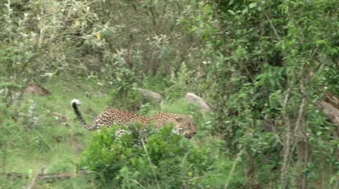 Leopard climbs a tree Stock Footage 8982757