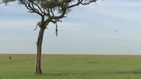 LEOPARD CLIMBS TREE TO JACKAL 库存影片 74718324