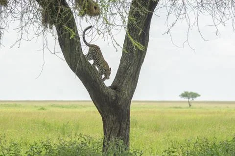 Leopard is climing down the tree. Tanzania Foto stock