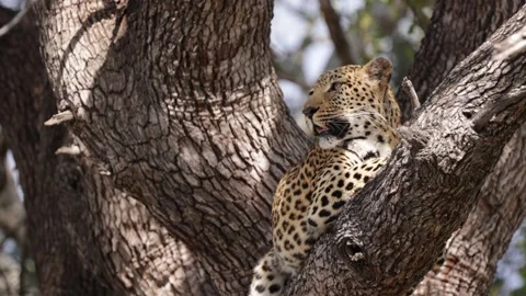 A Leopard close up in a big tree Stock Footage 201005437