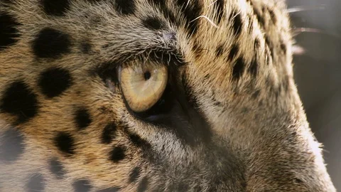 Leopard Close-up 库存影片 96212620