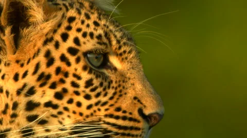Leopard close up Stock Footage 201922670
