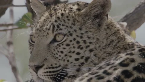 Leopard Close up Stock Footage 237443478
