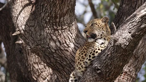 Leopard close up in a leadwood tree Stock Footage 201005273